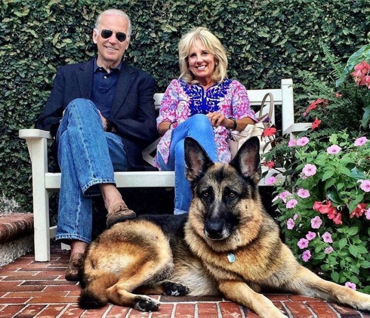 Major dan Champ Dua Anjing Milik Joe Biden Ikut Pindah Ke White House