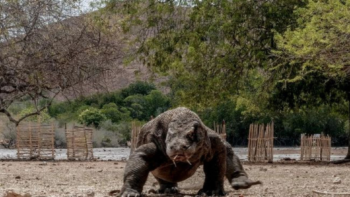 Proyek Taman Jurrasic Park Menuai Polemik