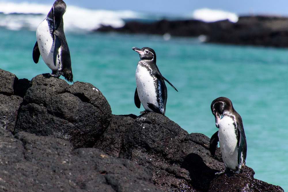 Populasi Pinguin Galapagos Meningkat