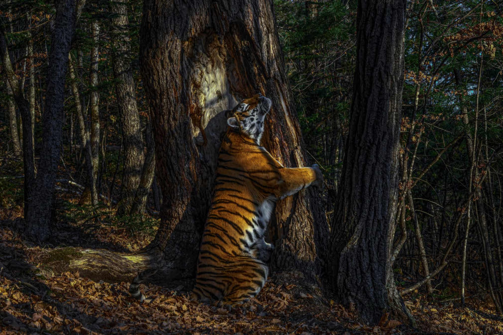Pemenang Wildlife Photographer Of The Year