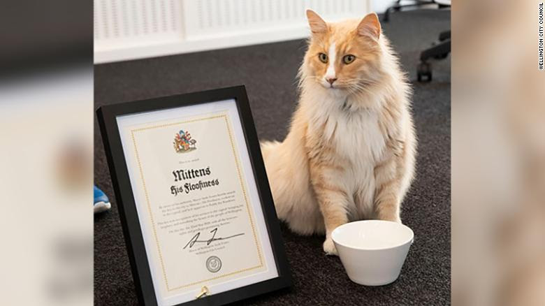Kucing Peraih Penghargaan Kiwibank Award