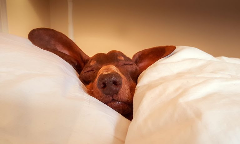 Manfaat Tidur 8 Jam Sehari