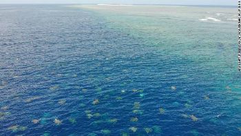 Penyu di Great Barrier Reef
