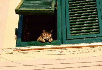 Kucing Bisa Kena Covid