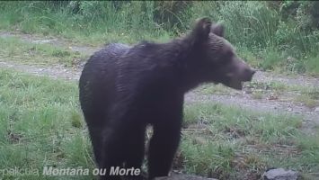 Brown Bear di Spanyol