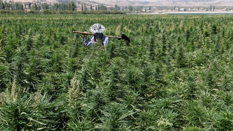 Lebanon Legalkan Ganja
