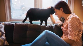 Studi Baru tentang Kucing