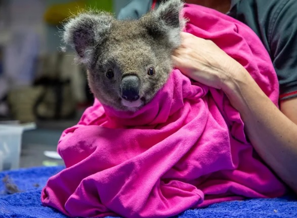 Koala Pulang Kampung