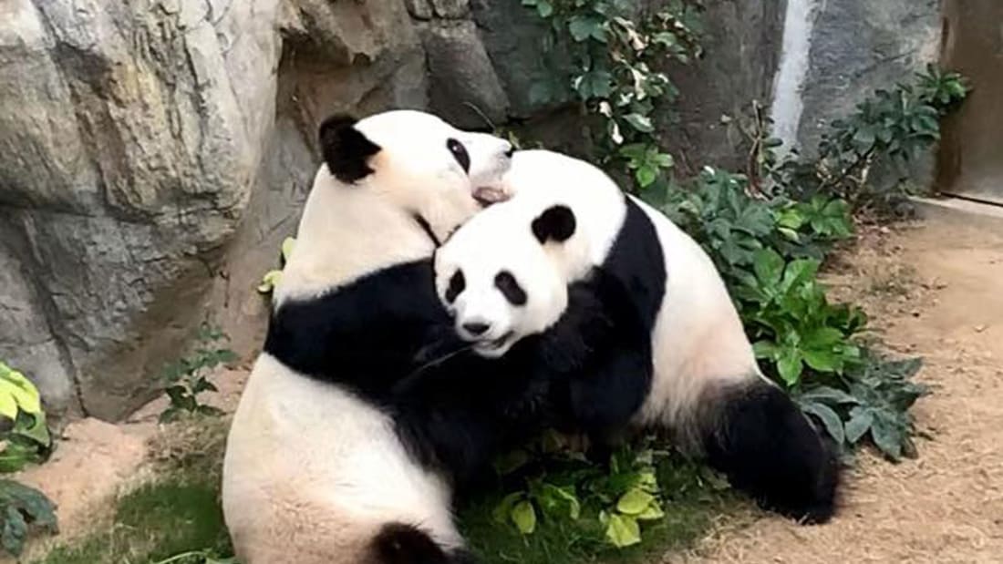 Privasi Panda