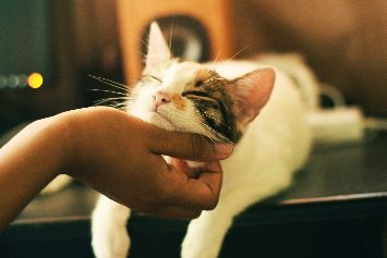 Permintaan Adopsi Hewan Peliharaan Meningkat Seiring Dikeluarkannya Peraturan Dilarang Keluar Rumah