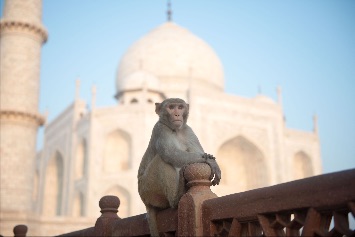 Ratusan Monyet Menjadi Ancaman Bagi Wisatawan di Taj Mahal