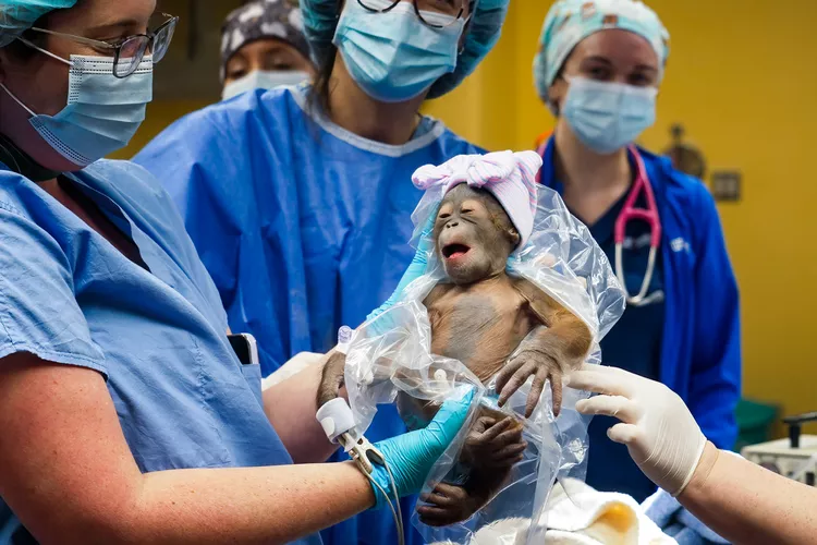 Orangutan Kalimantan Melahirkan di Florida