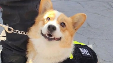 Anjing Ras Corgi Milik Kantor Polisi Weifang