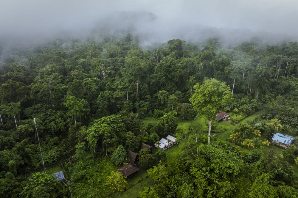 Jaga Hutan Untuk Selamatkan Bumi