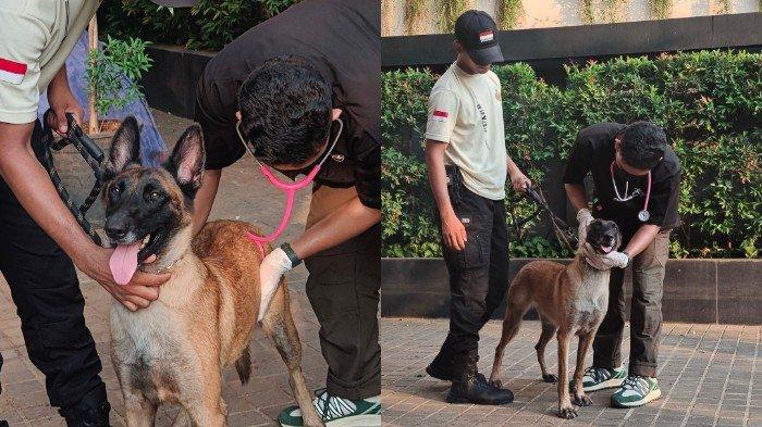 Pemukulan Anjing di Plaza Indonesia
