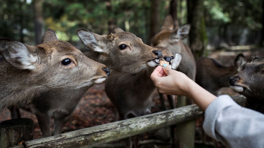 Populasi Rusa di Jepang Meningkat