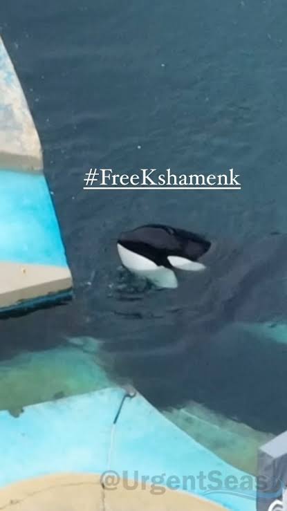 UrgentSeas Mempromosikan Hashtag “FreeKshamenk.”
