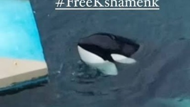 UrgentSeas Mempromosikan Hashtag “FreeKshamenk.”