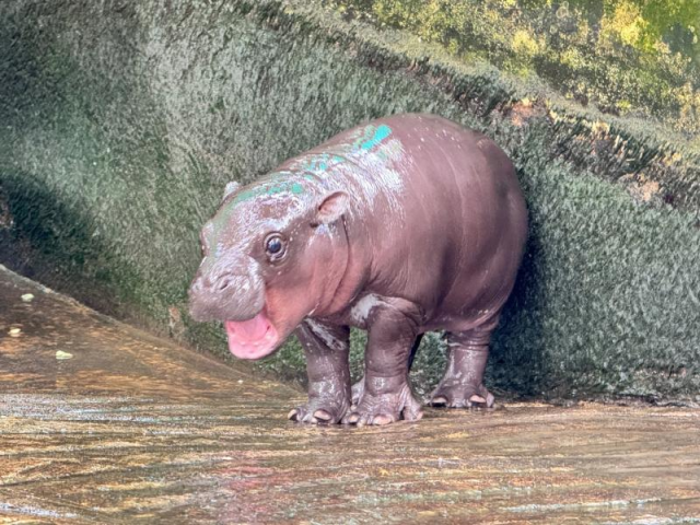 Moo Denk Seekor Bayi Kuda Nil Pygmy Emezh
