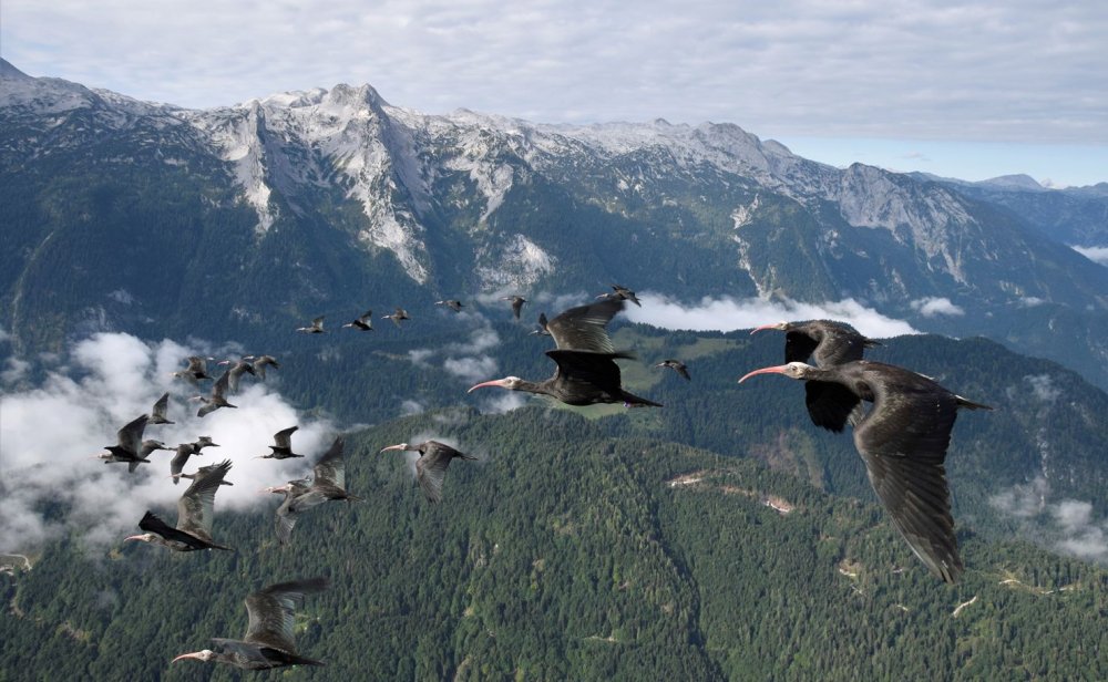 Konservasi Burung Ibis Botak