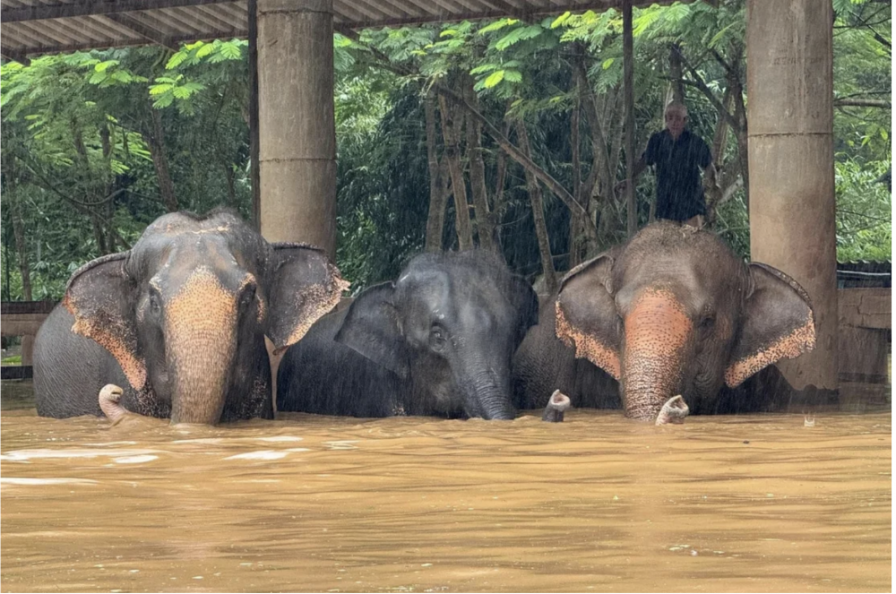 Ratusan Gajah di Thailand Dievakuasi