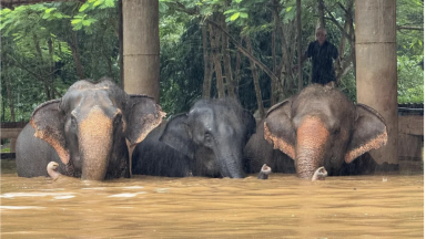 Ratusan Gajah di Thailand Dievakuasi