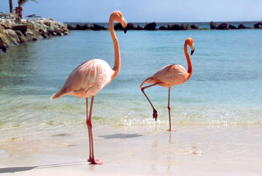 Terka Usia Dari Cara Berdiri Flamingo