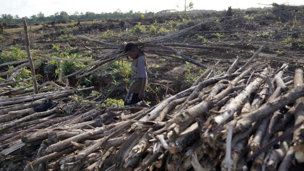 Food Estate di Merauke, Papua Selatan