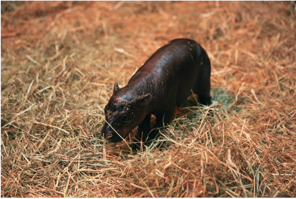 Seekor Pygmy Hippo Lahir di Skotlandia