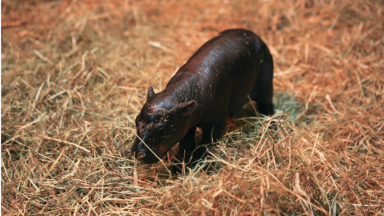 Seekor Pygmy Hippo Lahir di Skotlandia