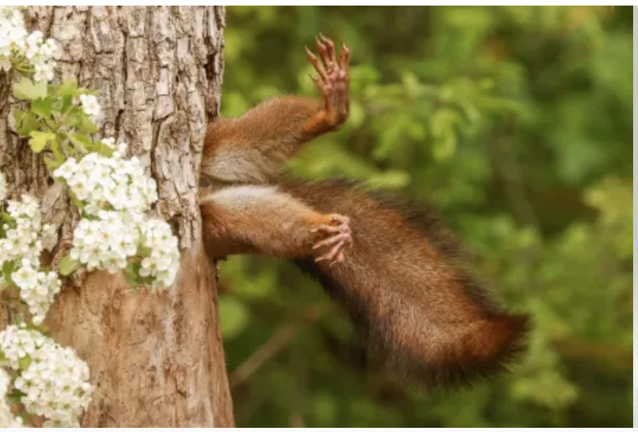 Penghargaan Nikon Comedy Wildlife Photography Awards