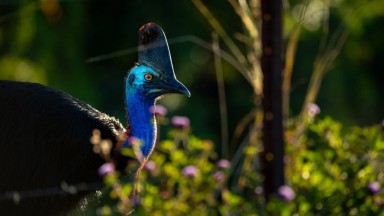 Burung Kasuari Ditakuti Orang Australia